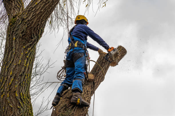  Avenue B And C, AZ Tree Services Pros