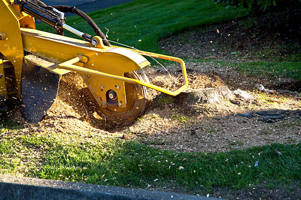 Best Weed Control  in Avenue B And C, AZ