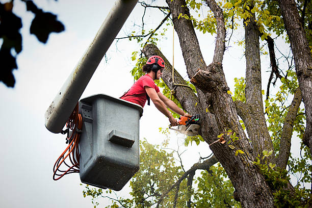 Best Tree Preservation Services  in Avenue B And C, AZ